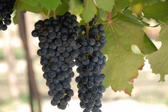 Deux grappes de raisins noirs suspendues sous des feuilles de vigne