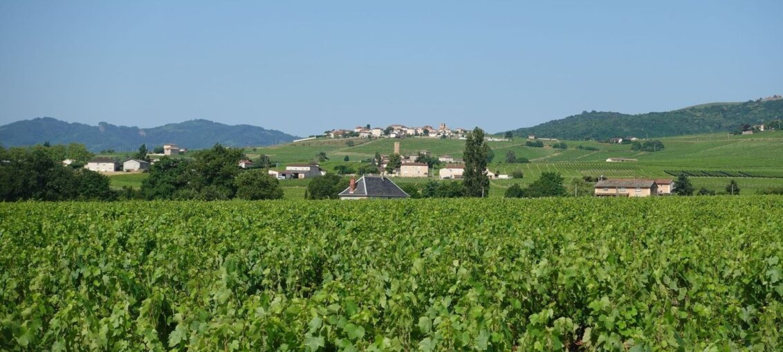 Vignobles vallonnés de Gaillac entourant un village sous un ciel bleu