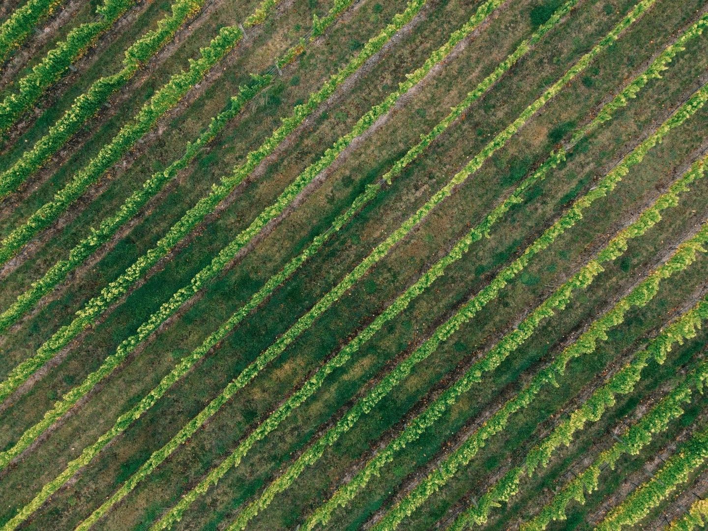 Vue aérienne de rangées de vignes sur un sol brun et calcaire