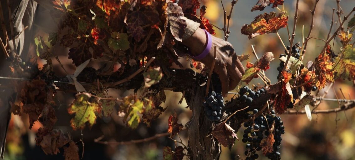 Vendangeur récoltant des grappes de raisin noir dans une vigne automnale